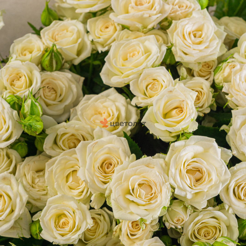 Песочный туман 25 роз