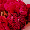Букет из 7 алых пионов